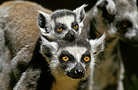 环尾狐猴,狐猴,雌性,马达加斯加