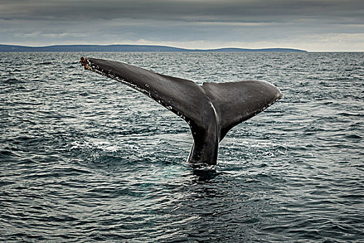 鲸尾叶突,南露脊鲸,靠近,西澳大利亚州