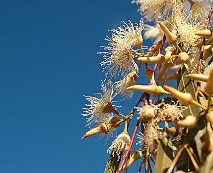 澳大利亚,桉树,白花,蓝天