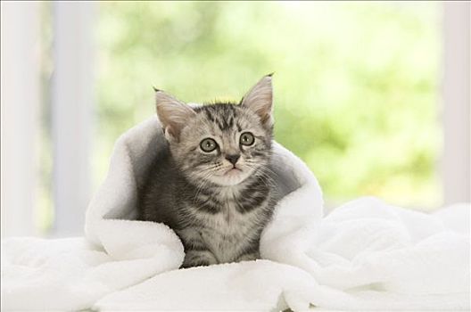 美洲短毛猫,小猫,毯子