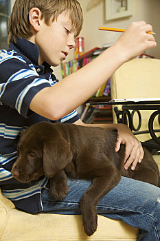男孩,家庭作业,巧克力拉布拉多犬,小狗