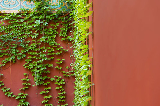 北京故宫红墙和植物