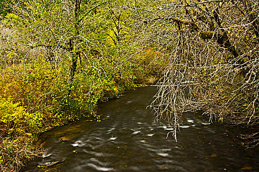 秋天,南,银,溪流,银色瀑布州立公园,俄勒冈,美国