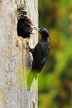 黑啄木鸟,进食,幼禽,巢穴,国家公园,波兰,欧洲