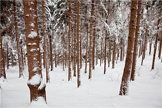 下雪,冬日树林