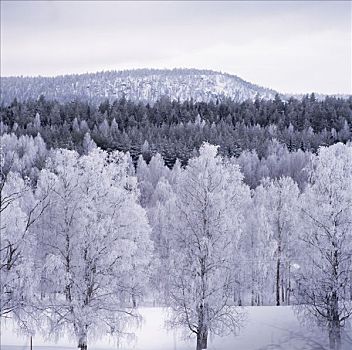覆雪,树,山