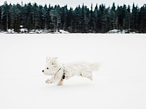 狗,雪景