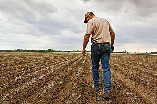农业,农民,走,玉米田,检查,种植,乌云,靠近,中心,爱荷华,美国