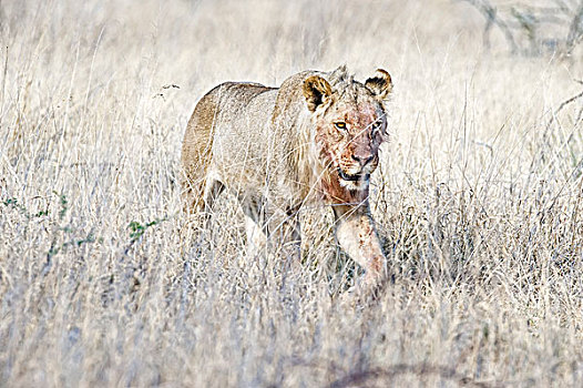 狮子,雄性,走,草,埃托沙国家公园,纳米比亚,非洲