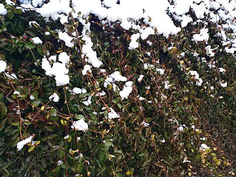 雪景绿植墙