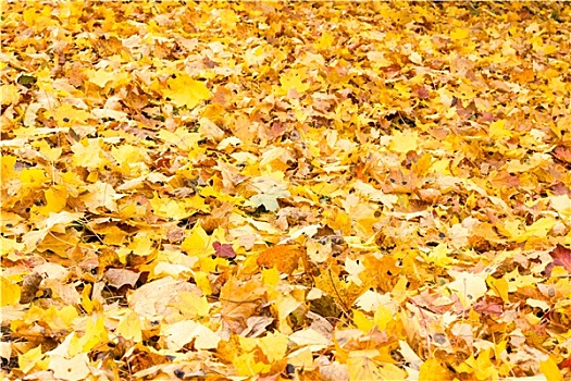 地毯,秋天,秋叶