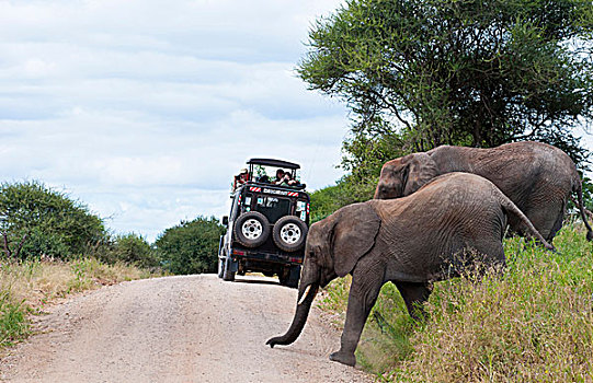 坦桑尼亚,塔兰吉雷国家公园,旅游,交通工具,享受,大象,丛林,自然保护区,野生动物