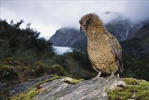 食肉鹦鹉,啄羊鹦鹉,栖息,岩石上,福克斯冰川,西区国家公园,新西兰