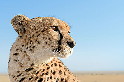 印度豹,猎豹,雌性,头像,蓝天,马赛马拉国家保护区,肯尼亚,非洲