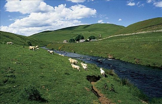 绵羊,哺乳动物,河流,草地,英国,欧洲,动物