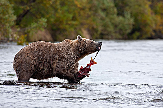 棕熊,吃,红大马哈鱼,站立,溪流,卡特麦国家公园,西南方,阿拉斯加,夏天