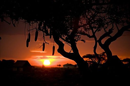 肯尼亚,马赛马拉国家保护区,长,重,香肠,水果,悬挂,日落