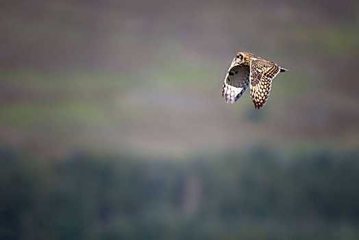 长耳鸮,飞行,苏格兰