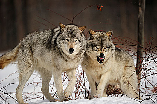 俘获,两个,灰狼,狼,站立,雪中,狰狞,魁北克,加拿大,冬天