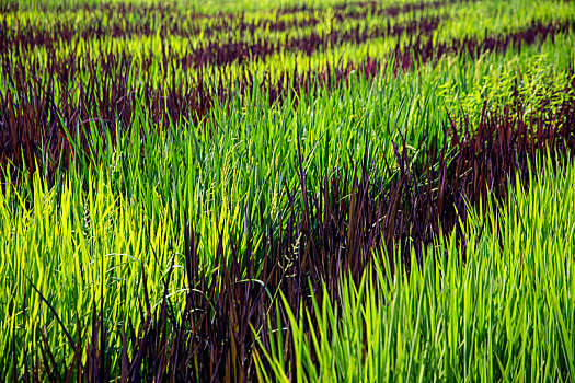 油画般的田野,美丽的艺术稻田
