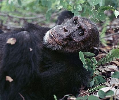 雌性,黑猩猩,休息,遥远,凸出,东方,岸边,坦噶尼喀湖,上升,脚,山坡,遮盖,雨林,树林,展示,靠近,亲近,西部