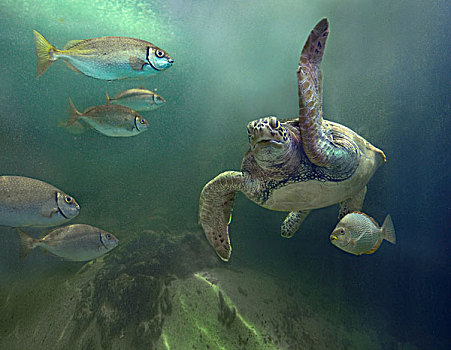 绿海龟,龟类,鱼,沙巴,马来西亚