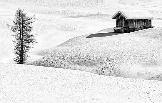 黑白,冬季风景,木屋,针叶树,白云岩,南蒂罗尔,意大利,欧洲