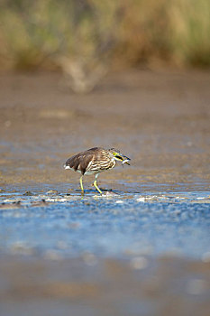 一只绿鹭鸟游荡巡逻在水塘岸边伏击猎物