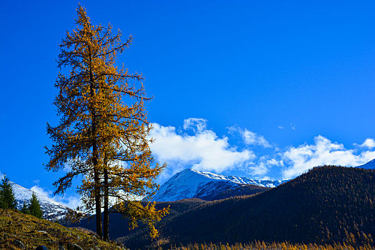 西北第一村白哈巴村秋日盛景