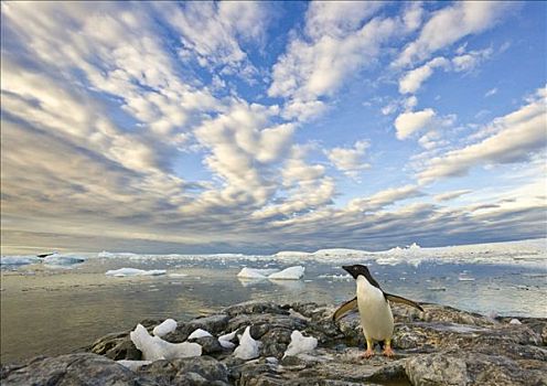 阿德利企鹅,振翅,湾,南极
