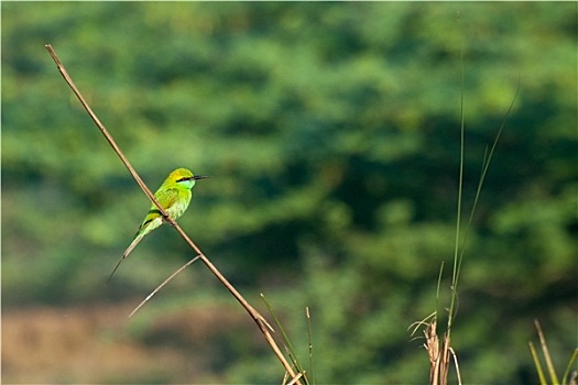 绿色,蜜蜂