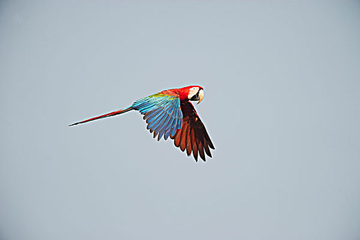 红绿金刚鹦鹉,绿翅金刚鹦鹉,亚马逊雨林,秘鲁,南美
