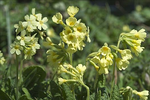 莲香报春花,黄花九轮草