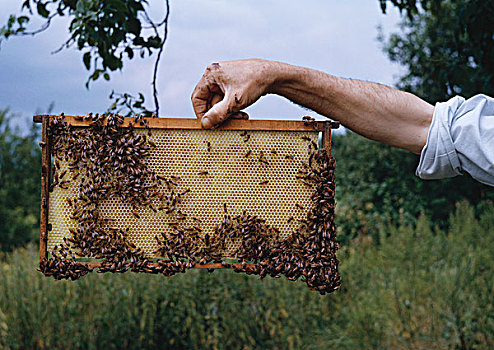 蜜蜂,意大利蜂,群体,聚集,新