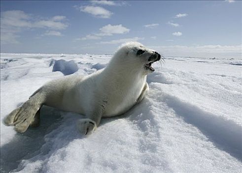 鞍纹海豹,躺着,雪,格陵兰