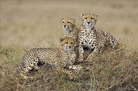 印度豹,猎豹,卧,草,马赛马拉,肯尼亚,非洲