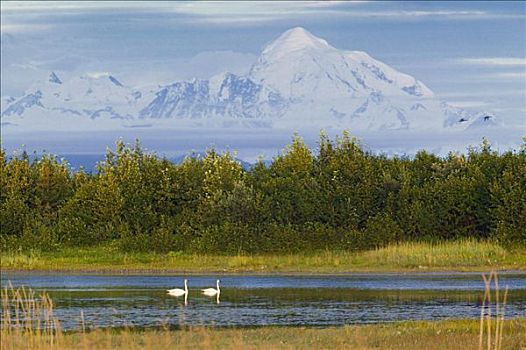 一对,野天鹅,天鹅,低湿地,靠近,阿尔西克河,冰河湾国家公园,阿拉斯加