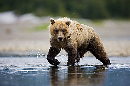 大灰熊,棕熊,嘴,小河,阿拉斯加