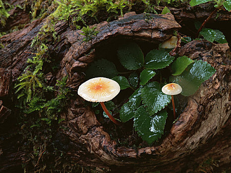 蘑菇,树上,洞