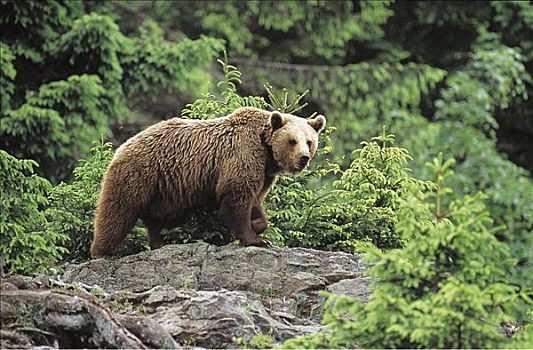 棕熊,哺乳动物,巴伐利亚森林国家公园,德国,欧洲,熊,动物
