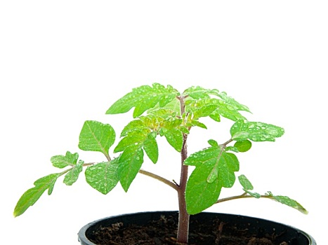 幼小植物,芽,容器,白色背景,背景