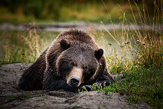 大灰熊,棕熊,躺着,地面,瓦尔德斯半岛,阿拉斯加,美国,北美