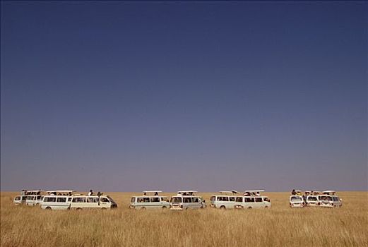 生态旅游,箱式货车,一堆,非洲狮,狮子,杀,坦桑尼亚,边界,肯尼亚