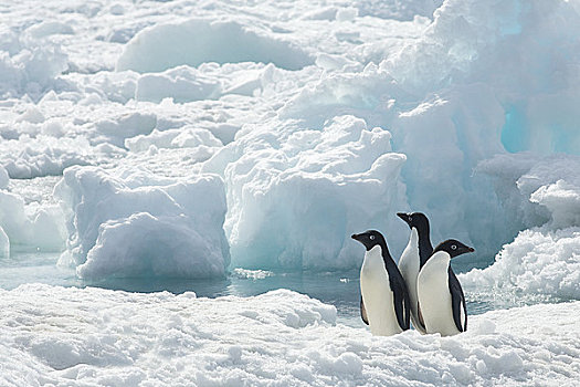 阿德利企鹅,浮冰,保利特岛,南极半岛,南极