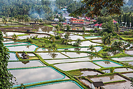 印尼,乡村,田园,民居,水田,木屋,椰树,水稻