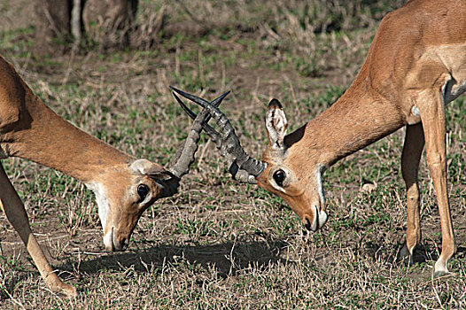 黑斑羚,打斗,恩戈罗恩戈罗,保护区,坦桑尼亚