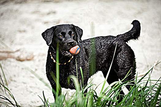 黑色拉布拉多犬,红色,球,海滩,就绪,玩