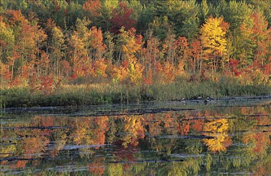 秋天,色彩,树林,湖,阿第伦达克山,纽约,美国