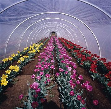 花,农场,温室