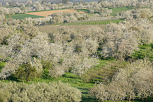 俯视,樱桃树,果园,开花,春天,巴登符腾堡,黑森林地区,德国